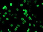 PADI4 Monoclonal Antibody (OTI4H5), TrueMAB™
