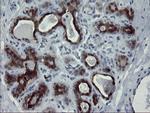 PADI4 Antibody in Immunohistochemistry (Paraffin) (IHC (P))