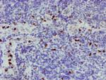 PADI4 Antibody in Immunohistochemistry (Paraffin) (IHC (P))
