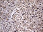 PAFAH1B3 Antibody in Immunohistochemistry (Paraffin) (IHC (P))