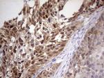 PAFAH1B3 Antibody in Immunohistochemistry (Paraffin) (IHC (P))