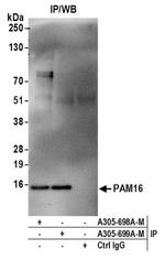 PAM16 Polyclonal Antibody