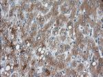 PANK2 Antibody in Immunohistochemistry (Paraffin) (IHC (P))