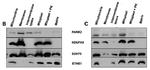 PANK2 Antibody in Western Blot (WB)
