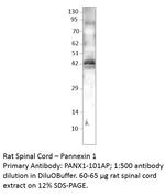 Pannexin 1 Polyclonal Antibody