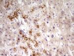 PAPSS2 Antibody in Immunohistochemistry (Paraffin) (IHC (P))