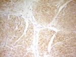PAPSS2 Antibody in Immunohistochemistry (Paraffin) (IHC (P))