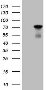PAPSS2 Antibody in Western Blot (WB)