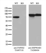 PAPSS2 Antibody in Western Blot (WB)