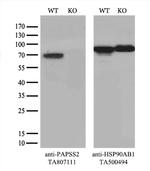 PAPSS2 Antibody in Western Blot (WB)