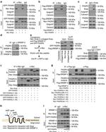 PAQR3 Antibody in Western Blot (WB)