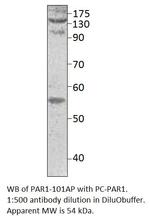 PAR1 Polyclonal Antibody