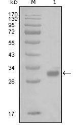 PWAR1 Monoclonal Antibody (6A7H10)