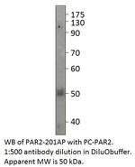 PAR2 Polyclonal Antibody
