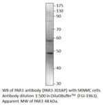 PAR3 Polyclonal Antibody