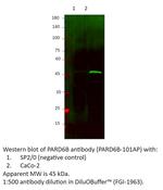 PARD6B Antibody in Western Blot (WB)
