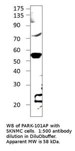 Parkin Polyclonal Antibody