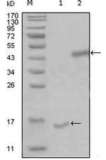 PARL Monoclonal Antibody (8C4B2;1H12E10)