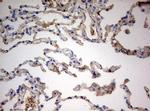 PARN Antibody in Immunohistochemistry (Paraffin) (IHC (P))