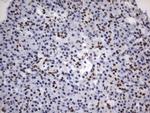 PARN Antibody in Immunohistochemistry (Paraffin) (IHC (P))