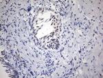 PARN Antibody in Immunohistochemistry (Paraffin) (IHC (P))