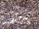 PARN Antibody in Immunohistochemistry (Paraffin) (IHC (P))