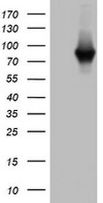 PARN Antibody in Western Blot (WB)