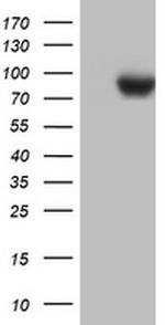 PARN Antibody in Western Blot (WB)
