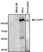 PARP1 Antibody in Western Blot (WB)