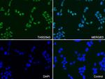 PARP1 Monoclonal Antibody (OTI5F1), TrueMAB™