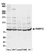 PARP12 Antibody in Western Blot (WB)