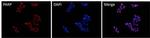 PARP1 Monoclonal Antibody (C.384.8)