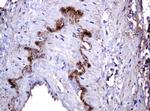 PARVB Antibody in Immunohistochemistry (Paraffin) (IHC (P))