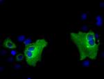 PASK Antibody in Immunocytochemistry (ICC/IF)