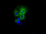 PASK Antibody in Immunocytochemistry (ICC/IF)