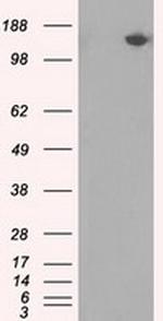 PASK Antibody in Western Blot (WB)