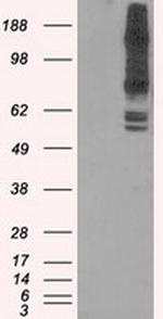 PASK Antibody in Western Blot (WB)