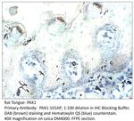 PAX1 Polyclonal Antibody