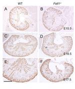 PAX2 Antibody in Immunohistochemistry (Paraffin) (IHC (P))