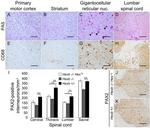 PAX2 Antibody in Immunohistochemistry (Frozen) (IHC (F))