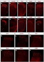 PAX2 Antibody in Immunohistochemistry (Frozen) (IHC (F))