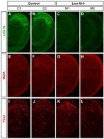 PAX2 Antibody in Immunohistochemistry (Frozen) (IHC (F))