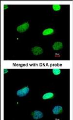 PAX3 Antibody in Immunocytochemistry (ICC/IF)