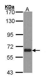 PAX3 Antibody in Western Blot (WB)