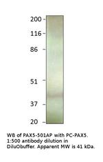 PAX5 Antibody in Western Blot (WB)