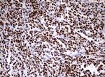 PAX5 Antibody in Immunohistochemistry (Paraffin) (IHC (P))