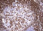 PAX5 Antibody in Immunohistochemistry (Paraffin) (IHC (P))