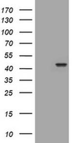 PAX5 Antibody in Western Blot (WB)