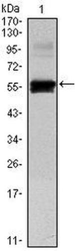 PAX6 Monoclonal Antibody (1C8)