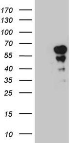 PAX7 Antibody in Western Blot (WB)